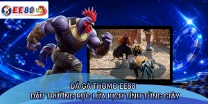 Đá Gà Thomo EE88 - Đấu Trường Rực Lửa Kịch Tính Từng Giây
