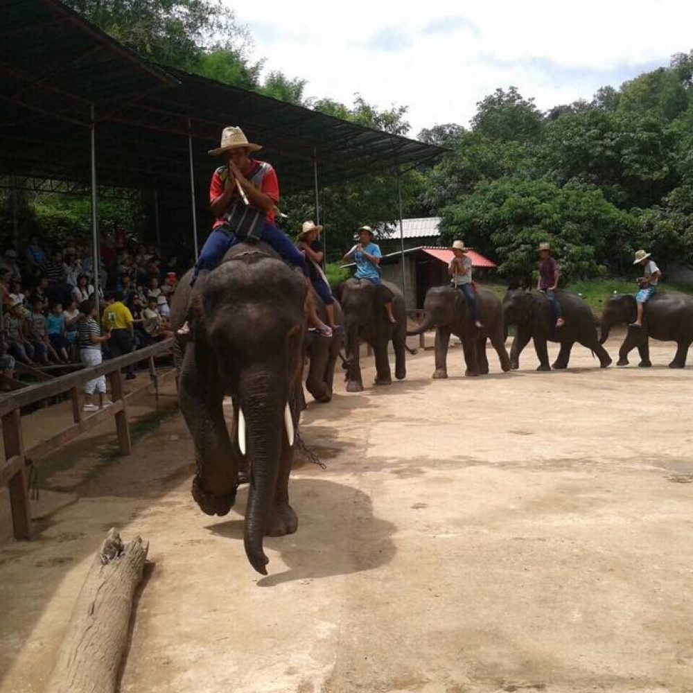 Elephant Safari and Bamboo Rafting One Day Tour