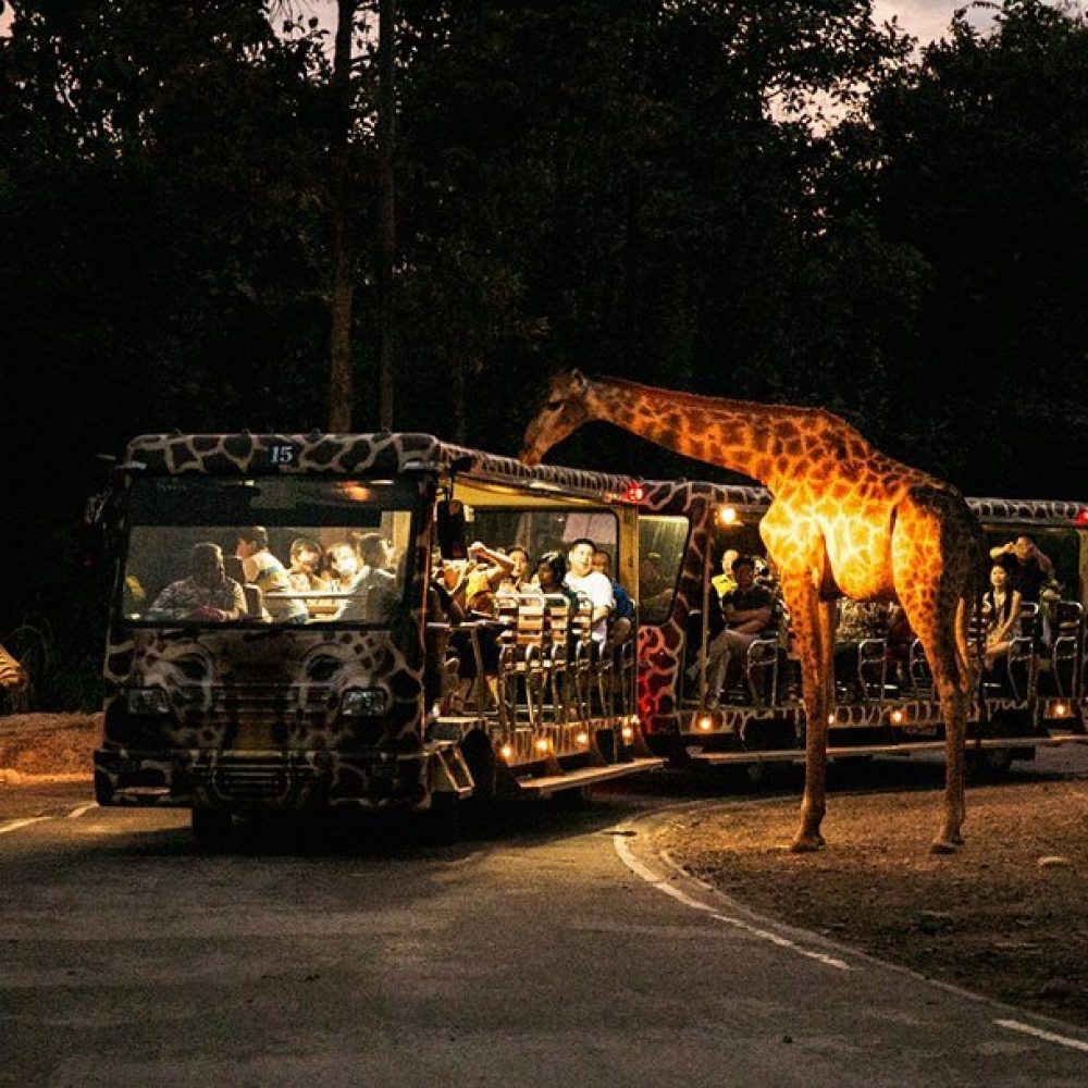 Chiang Mai Night Safari (1)