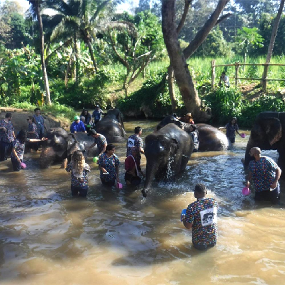 Kanta Elephant Sanctuary (Half Day) (1)