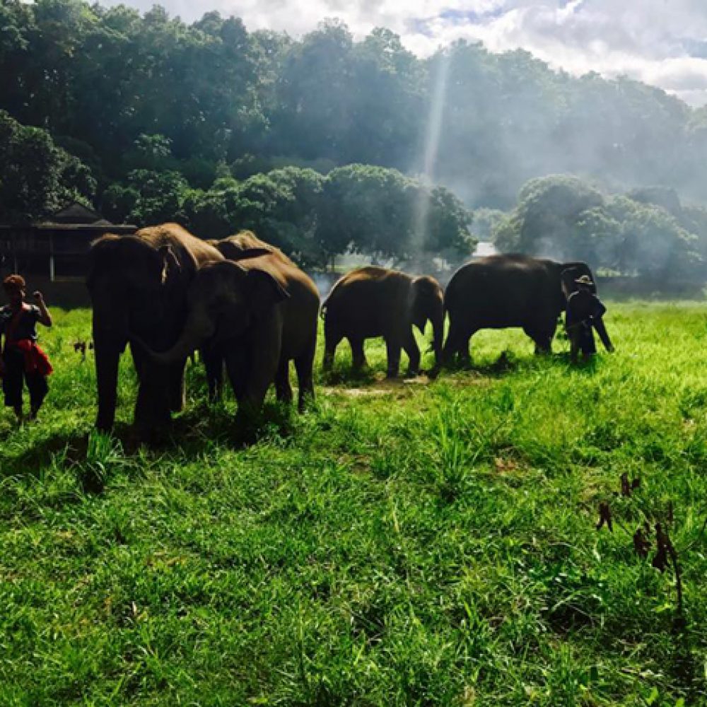 Kanta Elephant Sanctuary (Half Day) (3)