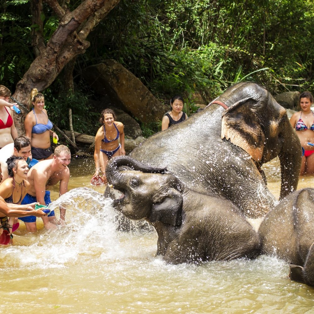 CHIANG MAI, THAILAND - AUGUST 17, 2015 : Tourists can opportunity to experience the lifestyle of elephants and bathe and brush the elephants
in the river in Chiang Mai, Thailand.