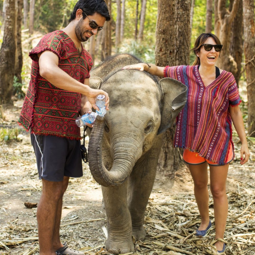 CHIANG MAI, THAILAND - APRIL 4, 2015 : People can experience the lifestyle of elephants in their natural habitat (no hook, no chain, no riding) in Chiang Mai, Thailand.