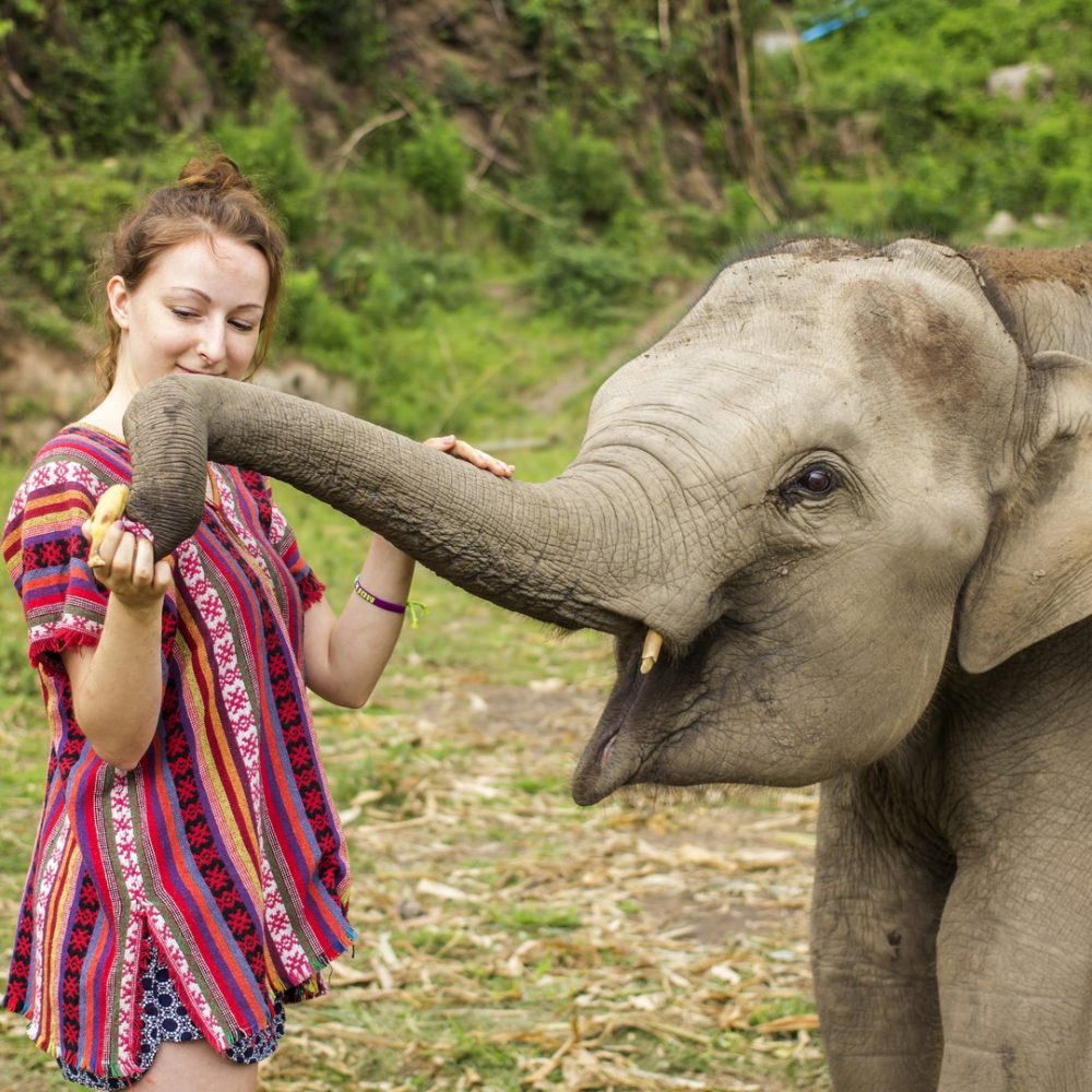 CHIANG MAI, THAILAND - MAY 20, 2015 : Tourist feeding banana for the elephant
(no hook, no chain, no riding) in Chiang Mai, Thailand.