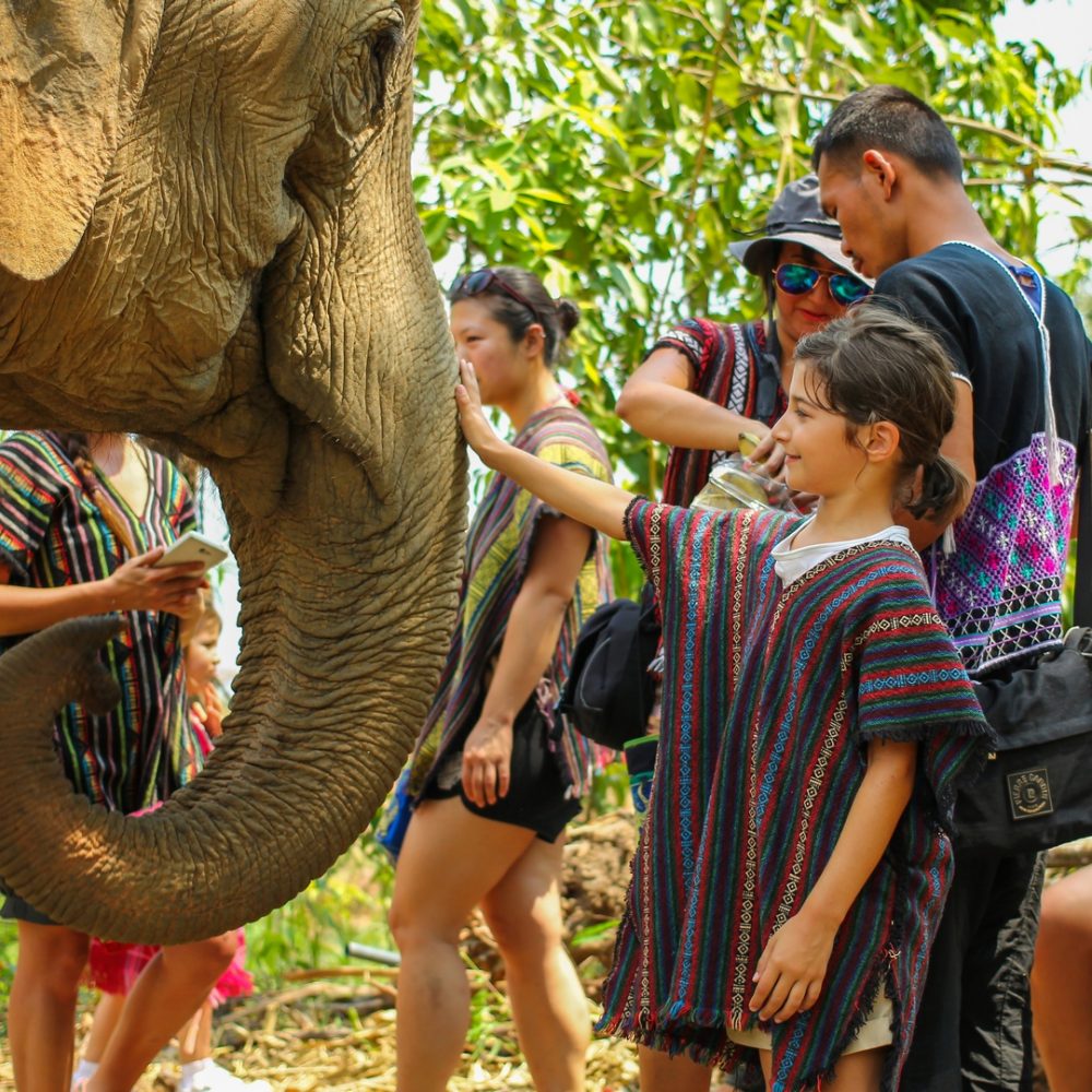 CHIANG MAI, THAILAND - MARCH 30, 2015 : People can experience the lifestyle of elephants in their natural habitat (no hook, no chain, no riding) in Chiang Mai, Thailand.