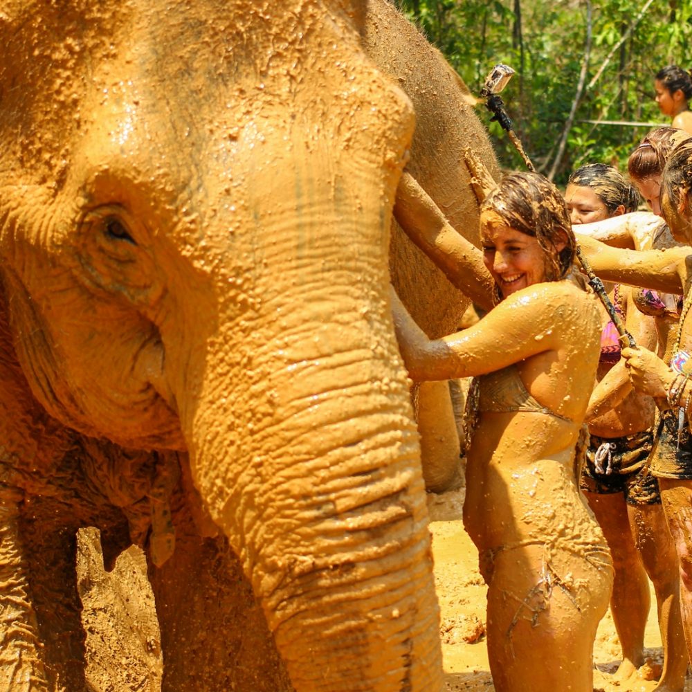 CHIANG MAI, THAILAND - MARCH 30, 2015 : People can opportunity to experience the lifestyle of elephants and mud spa with the elephant. (no hook, no chain) in Chiang Mai, Thailand.
