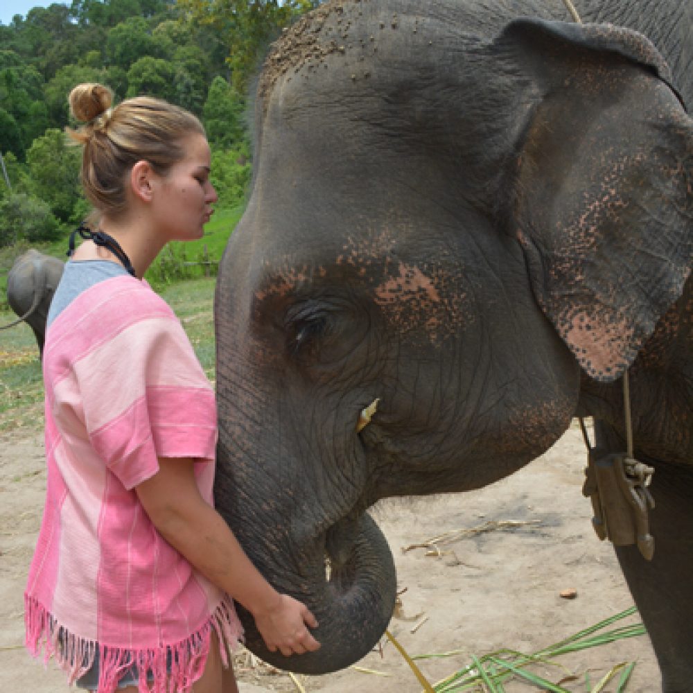 Elephant camp Chiang Mai